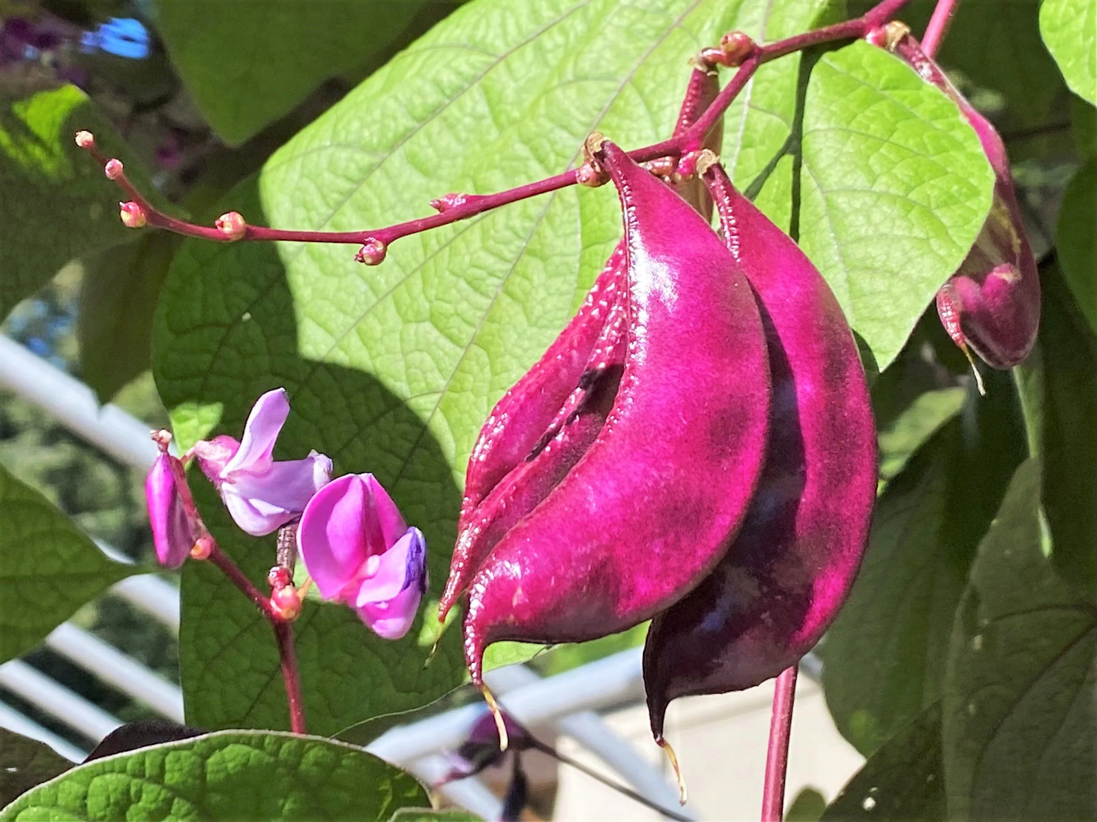 Purple Moon Hyacinth Bean Seeds (Pole) | Lablab Purpureus Dolichos Tonga 2024