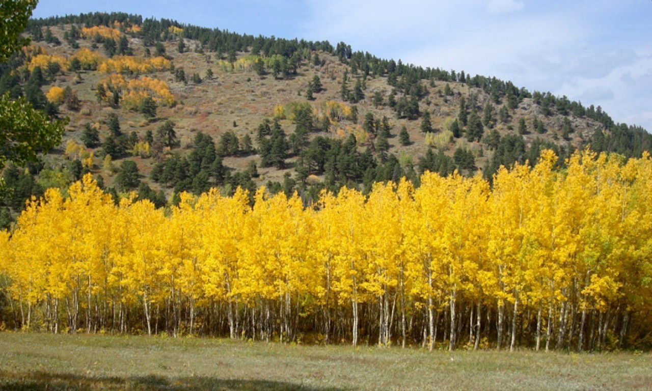 Quaking Aspen Tree Seeds (Populus tremuloides) Cold Hardy Golden Fall Tree