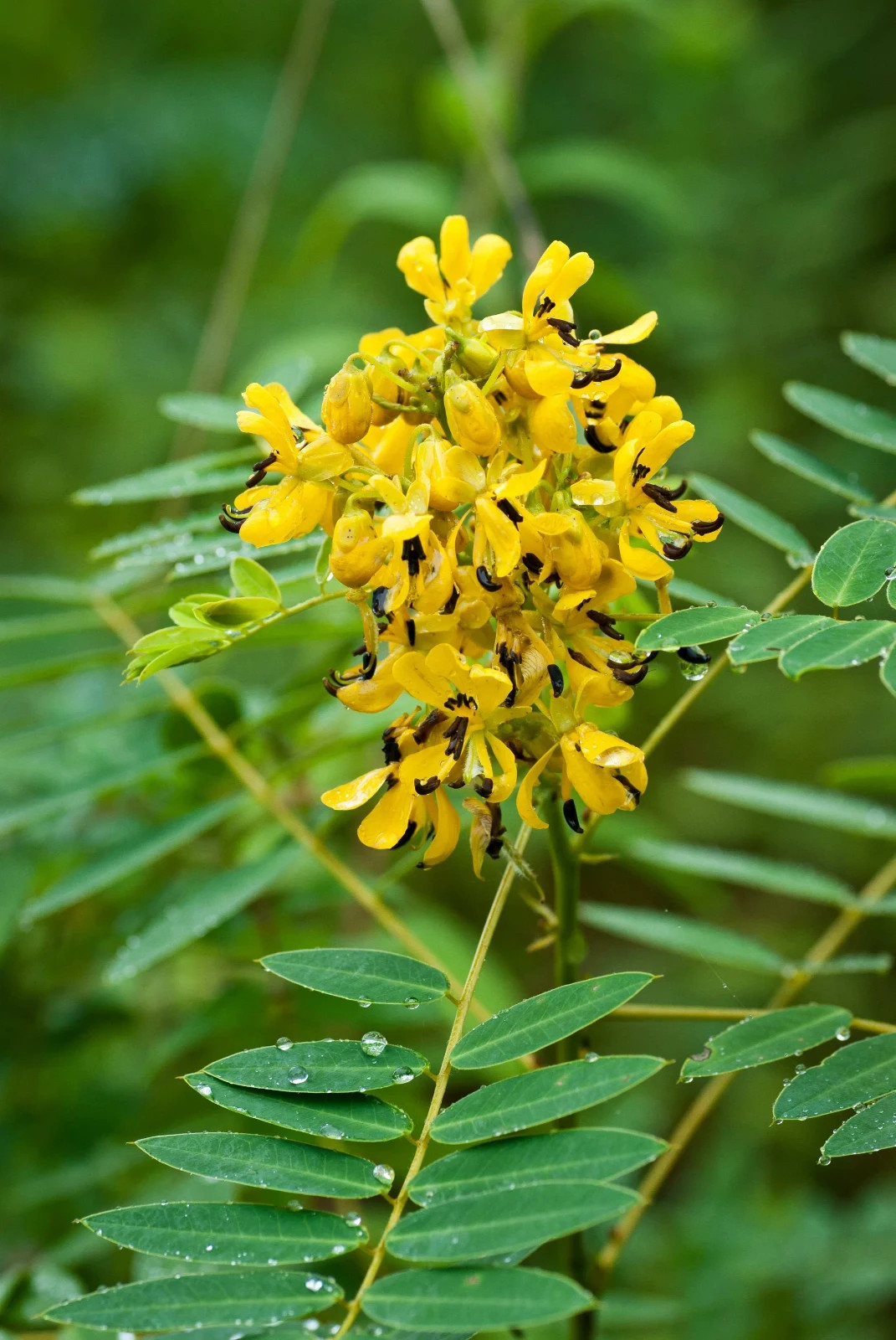 1 Gram Wild Senna Seeds/Senna hebecarpa/Eastern US Native/Organic/Deer Resistant