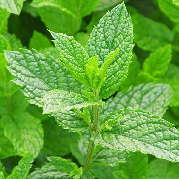 500++ Seeds Spearmint (Mentha Spicata) herb for tea , Organic 2024 season