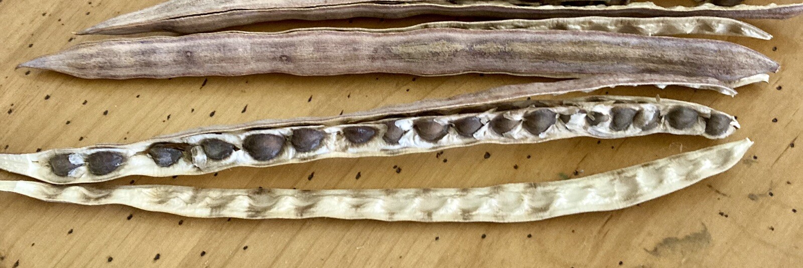 Hand Picked organic Moringa Oleifera Seeds from my Tree in Sunny Arizona🌵🌞