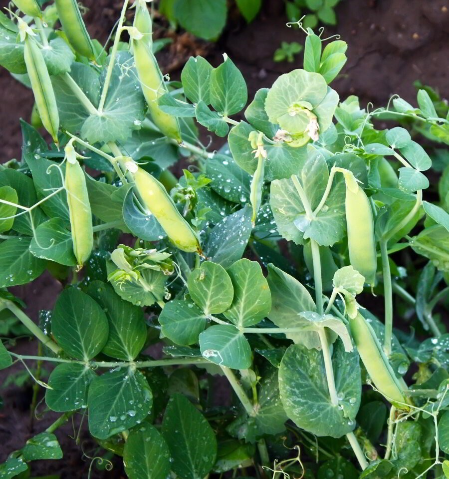 Little Marvel Garden Pea Seeds, Compact Semi-Dwarf Shelling, NON-GMO, FREE SHIP