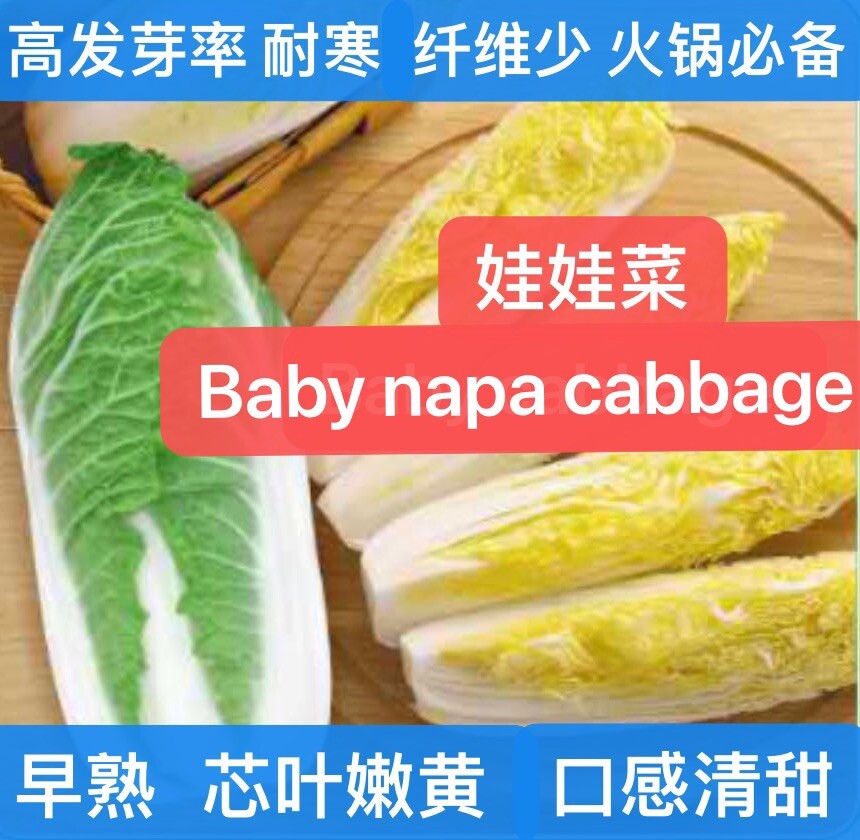 300+Baby Napa cabbage Quick Chinese mini Napa cabbage seeds 300多粒娃娃菜大白菜种子2023年新种