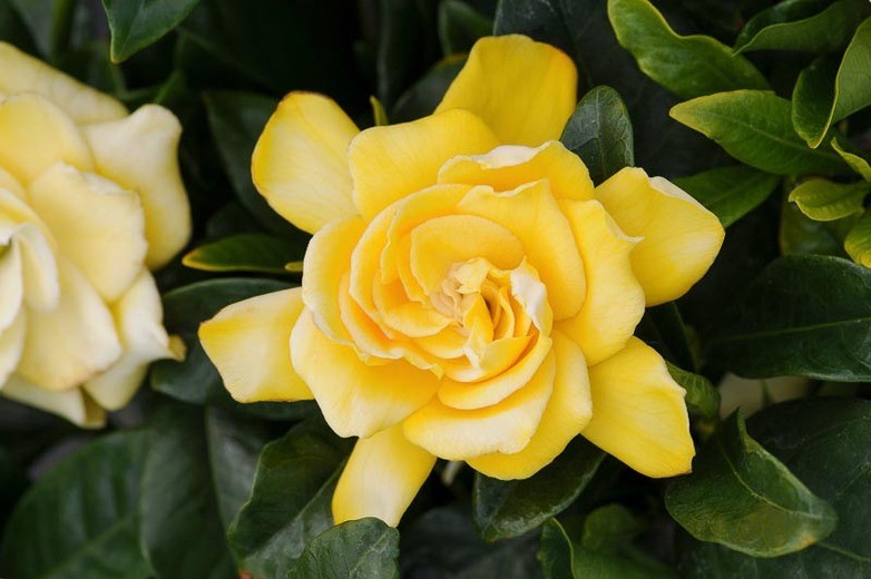 Gardenia Jasminoides (Golden Magic) Live Plant