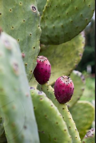 COLD-HARDY PRICKLY PEAR OPUNTIA CACTUS- HIGH ANTI-OXIDANT- SWEET- 20 SEEDS