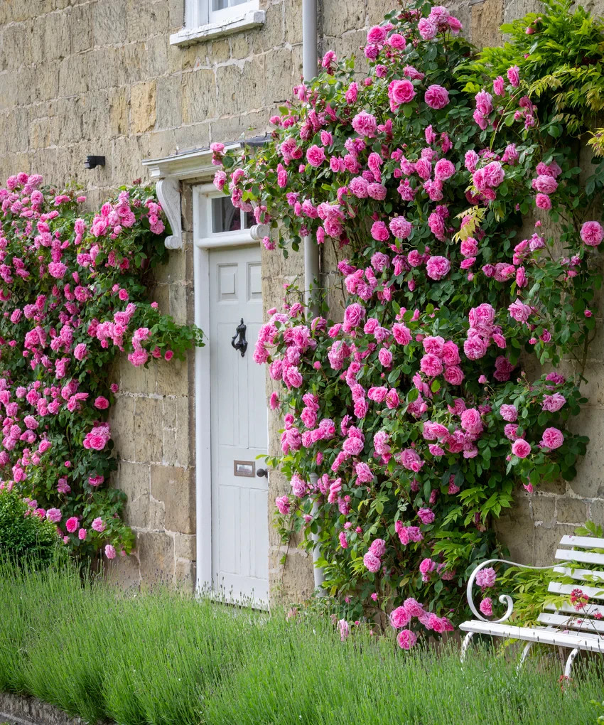 100Pcs Rare Mixed Climbing Rose Seeds Perennial Vine Flower Wall Garden Trellis