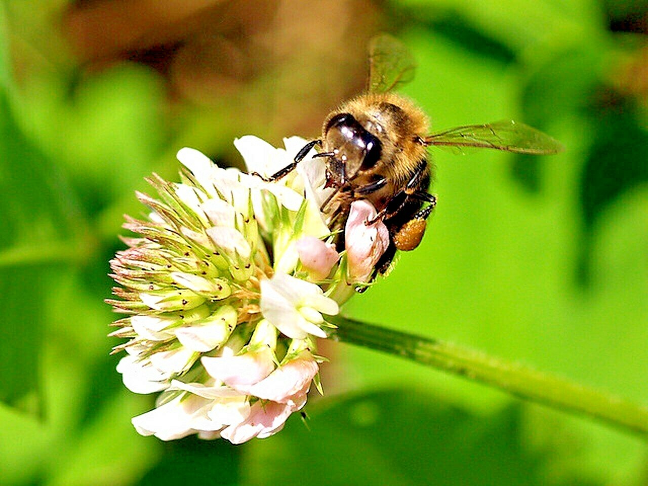 2001+BENEFICIAL INSECT Native Wildflower Mix Seed 7 Different Annual Perennial
