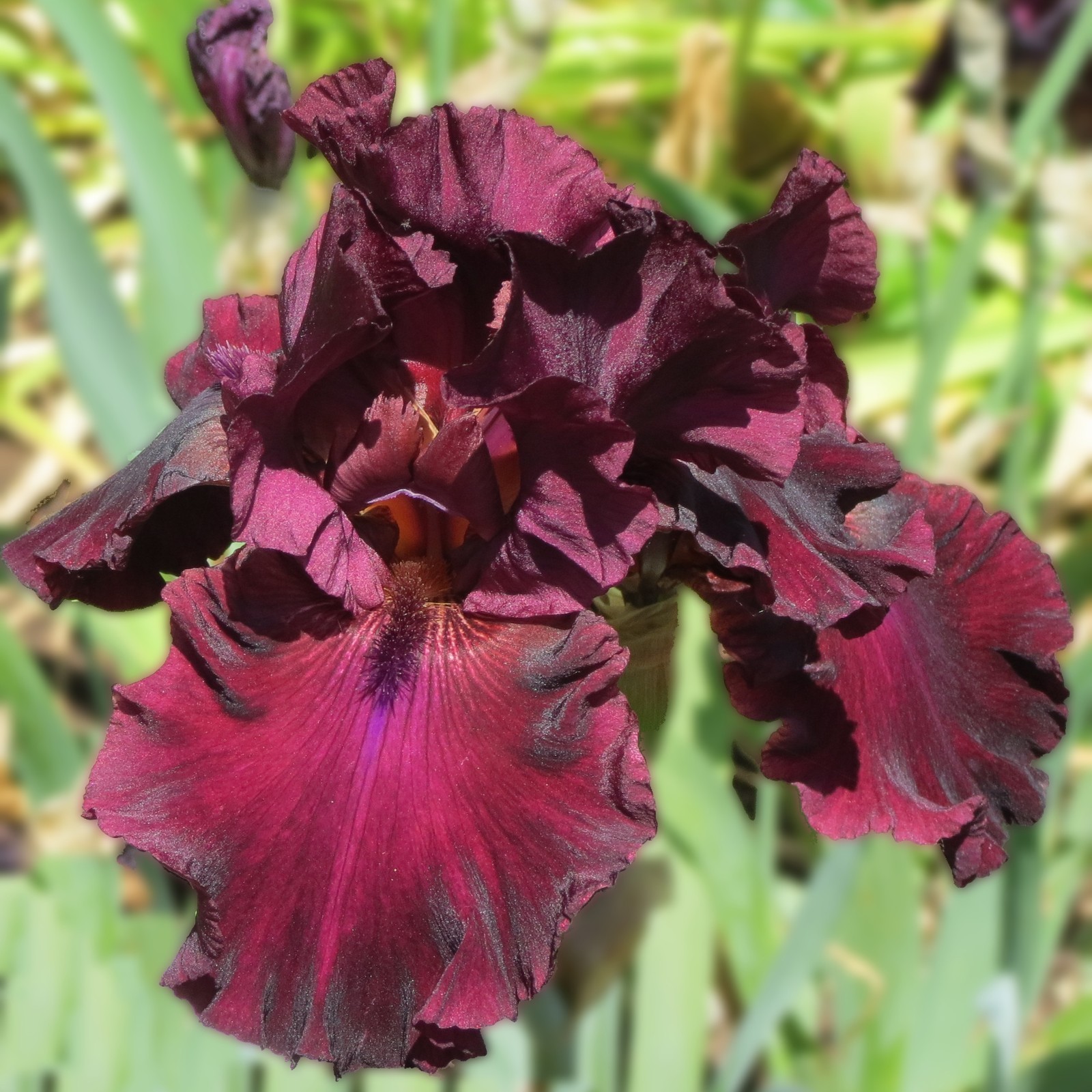 **RIO ROJO** Tall Bearded Iris. Freshly Dug, Combined Shipping: Jul-Sep