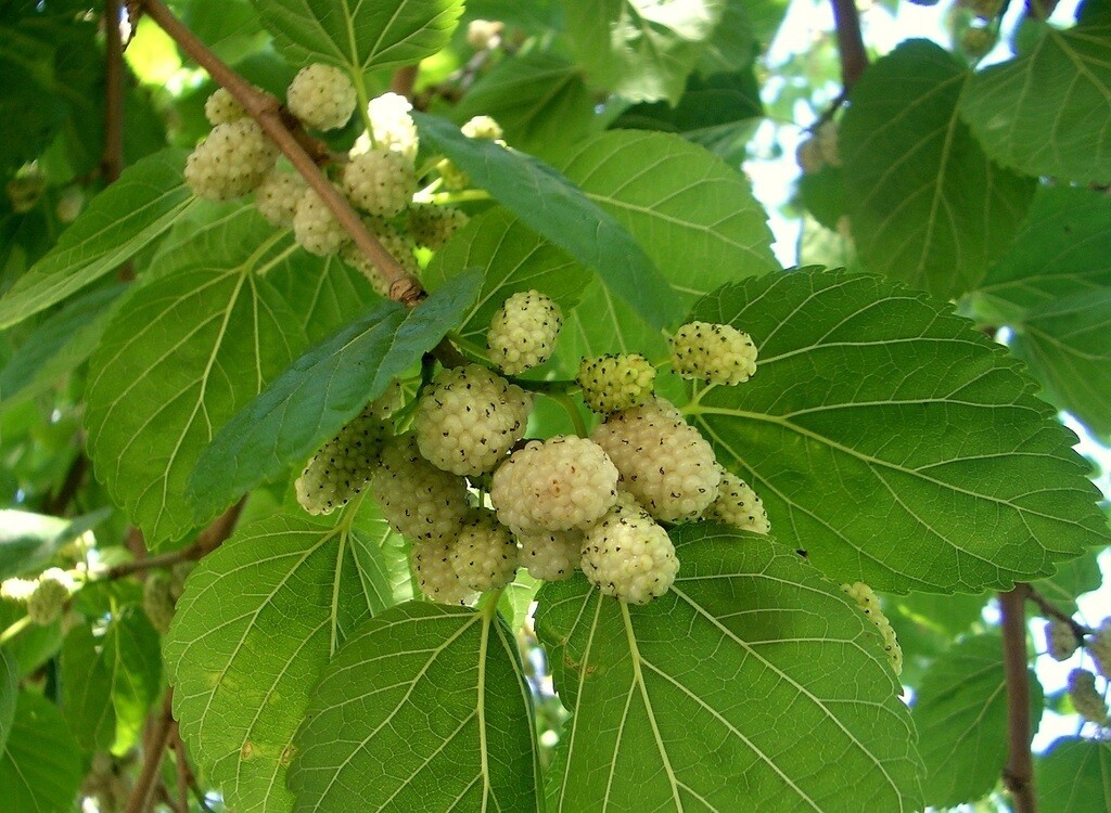 White Mulberry Tree 25 – 400 Seeds (Morus Alba) Sweet Edible fruit शहतूत Non GMO