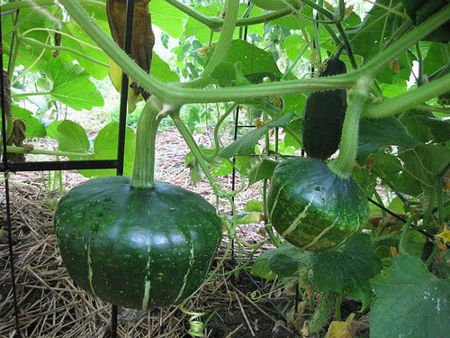 BUTTERCUP SQUASH SEEDS * TURBAN SHAPE*SWEET POTATO FLAVOR * 10 SEEDS PER PKT.