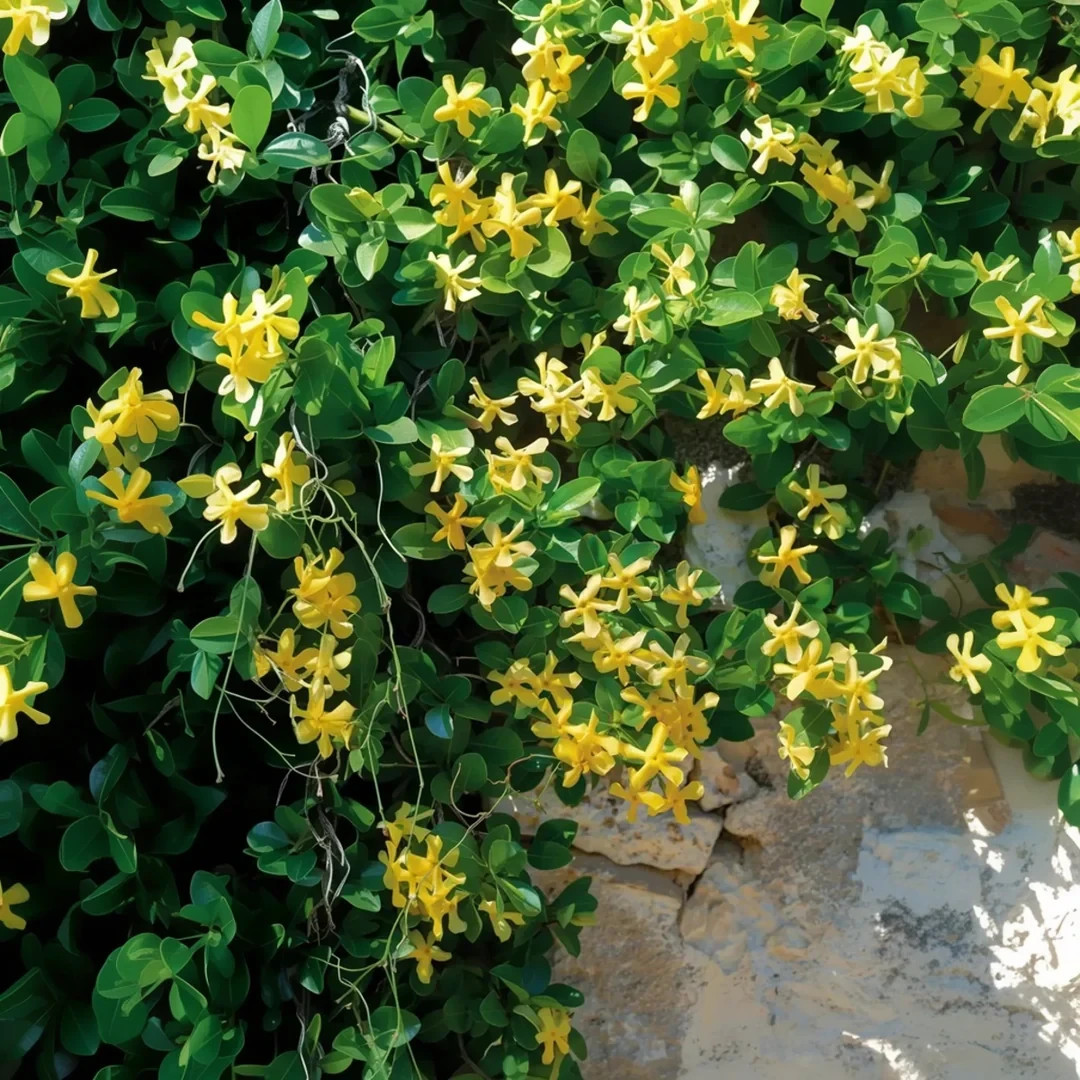 100 Star Jasmine Seeds Climbing Vine Fragrant Flower Cold Hardy Garden Planting