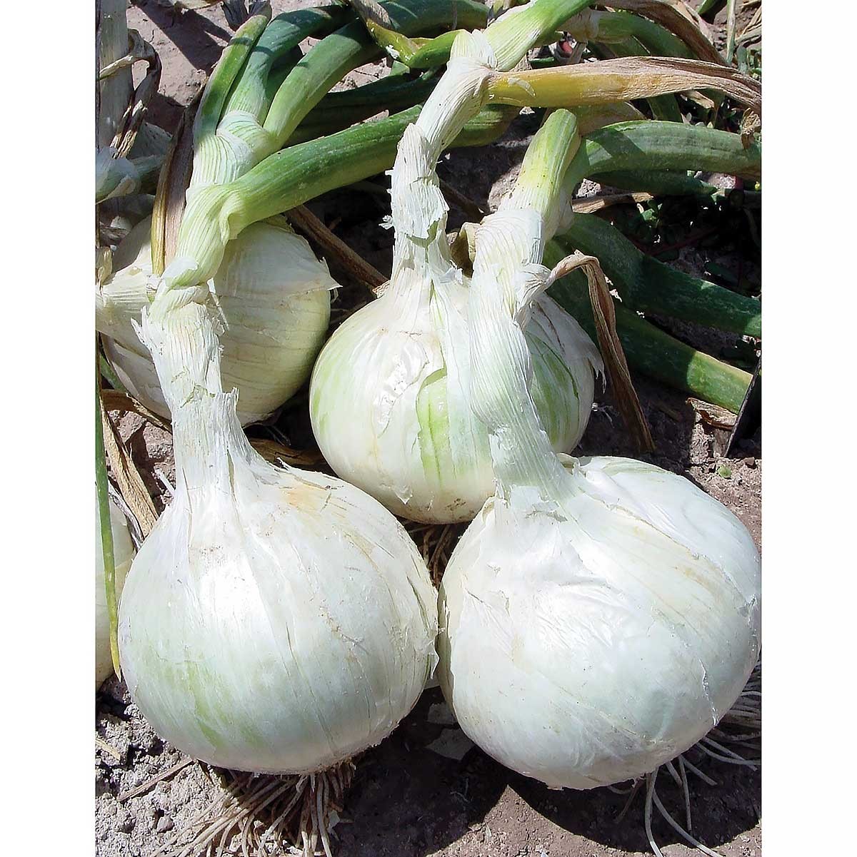 Snowball White Onion Sets (Bulbs) | Day Neutral Onions Seed 2024 Fast Shipping