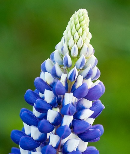 50 Seeds Lupine Russell Governor FLOWER SEEDS Lupine Seeds