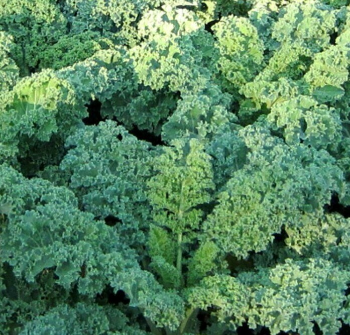KALE SEEDS 500+ DWARF BLUE CURLED healthy VEGETABLE greens SALAD FREE SHIPPING