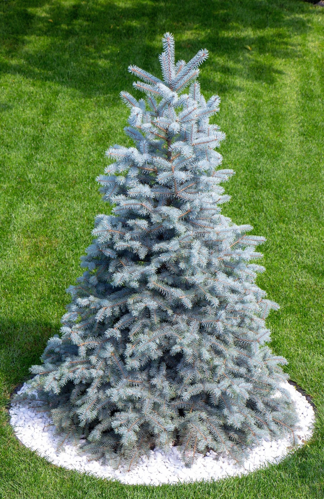 50 Colorado BLUE SPRUCE Tree Picea Pungens Glauca Christmas Tree Silver Seeds