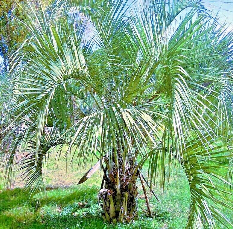 10 Jelly Pindo Palm Tree Seeds (Butia capitata) Cold Hardy Tropical Fruit Plant
