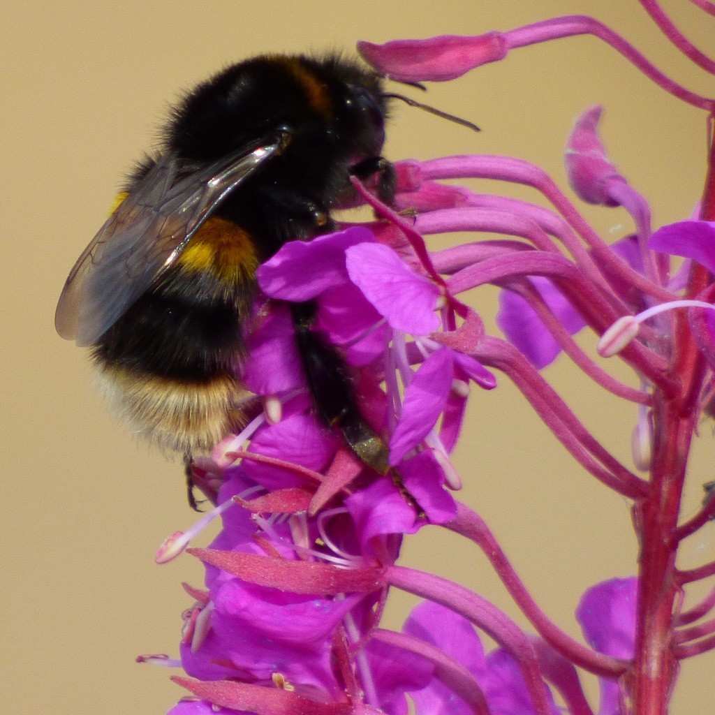 Bee Flower Seed Mix American Native Wild Flowers for Bumblebee Low Water Garden