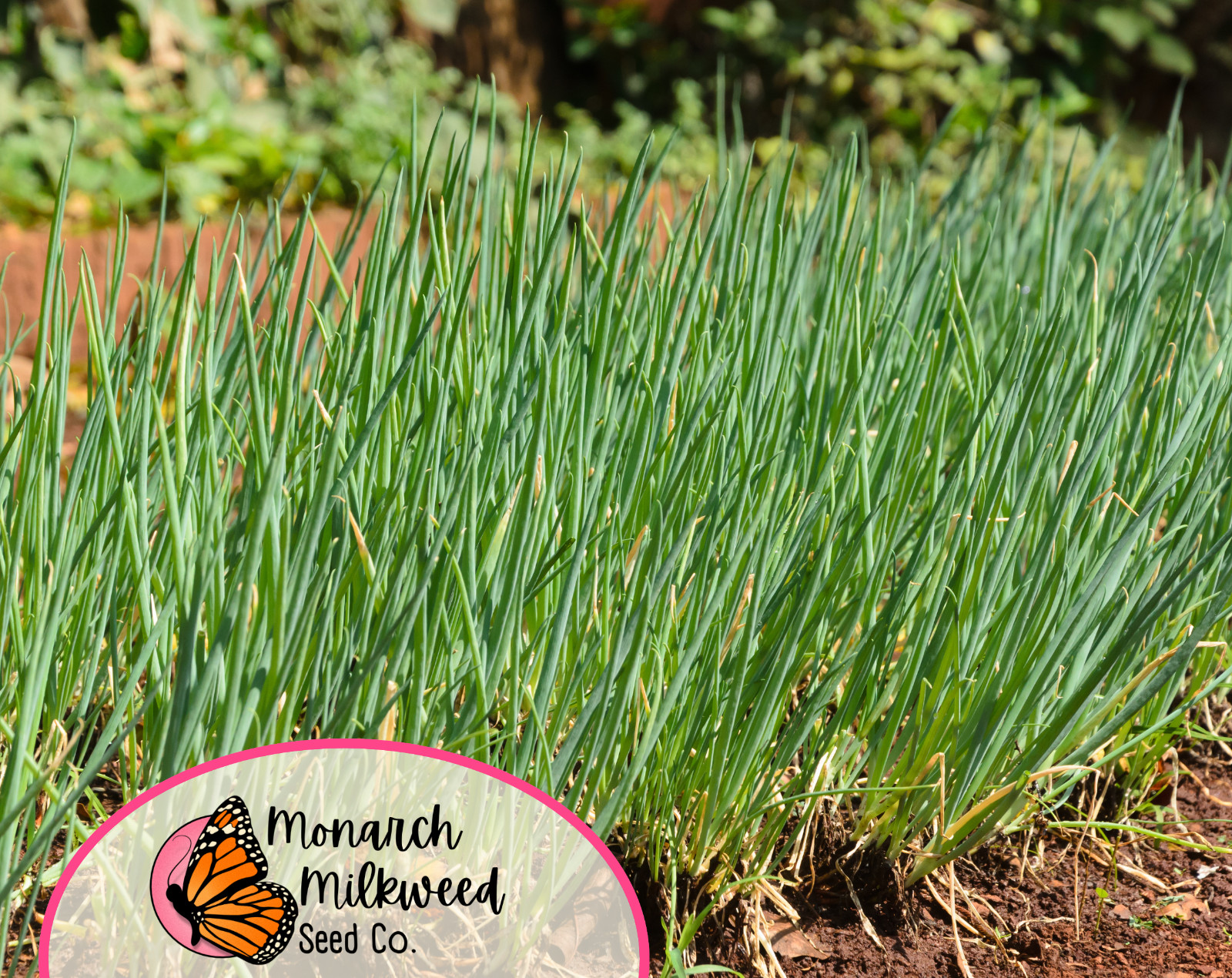 2250+ Common Chive Seeds | Edible Perennial Flowering Herb Plant Seeds Gardening