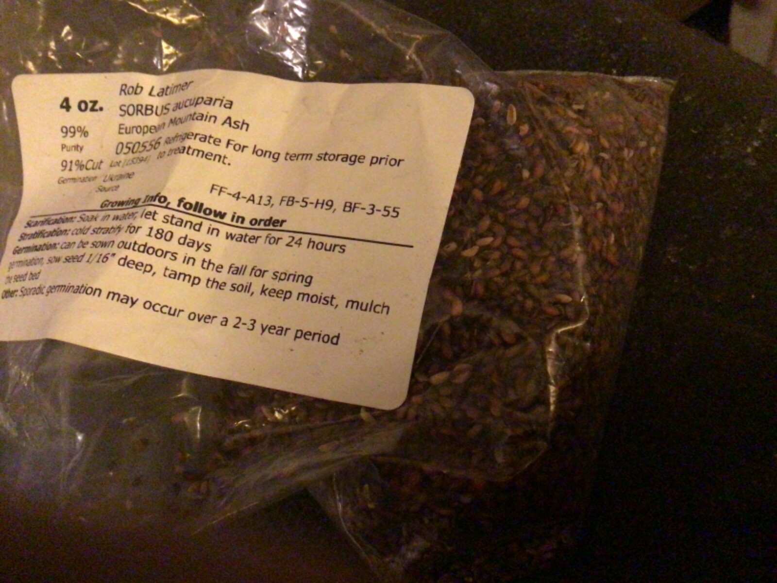 European Mountain Ash Tree Seeds ((Sorbus Aucuparia))