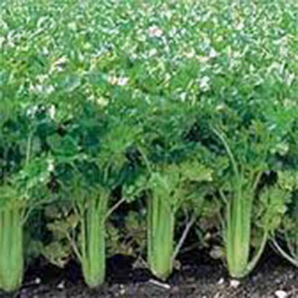 CELERY SEED, UTAH TALL, 50 SEEDS, HEIRLOOM NON GMO, GARDENING SEED