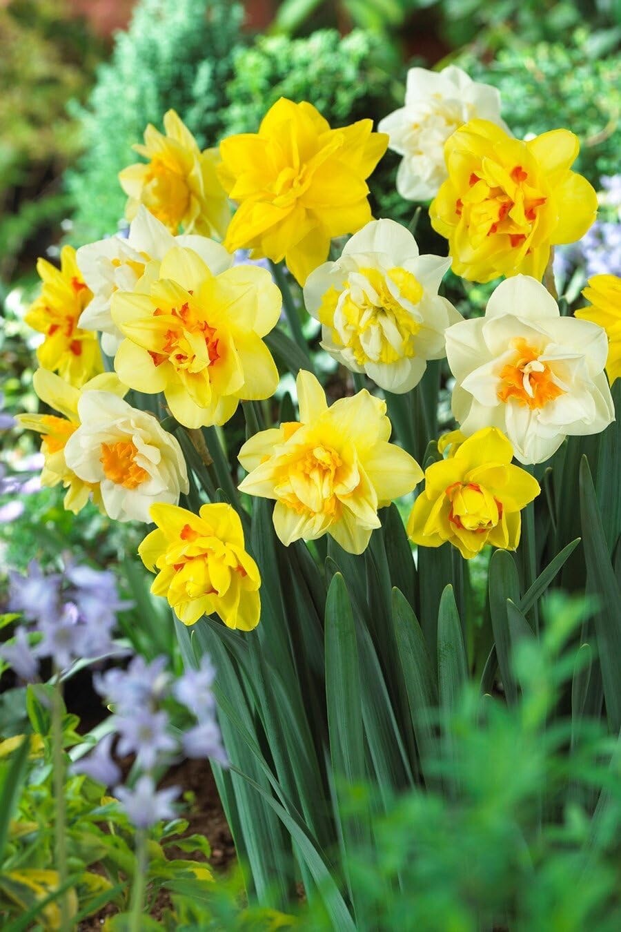 Mixed Daffodil Bulbs for Spring Planting 10 Bulbs