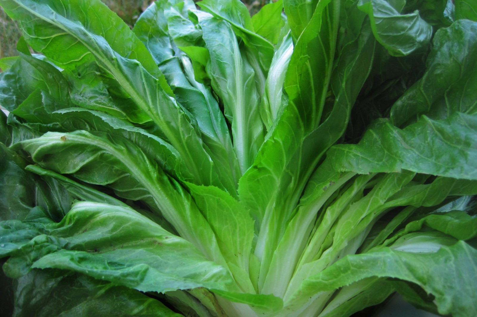 Sugar Loaf Endive Seeds, NON-GMO, Blonde of Paris, Blanching Escarole, FREE SHIP