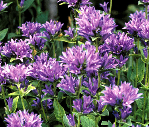 BELLFLOWER CLUSTERED Campanula Glomerata Acaulis – 100 Seeds