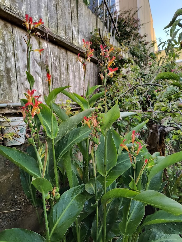 Canna indica Purpurea (Canna Lily, Indian Shot) seeds