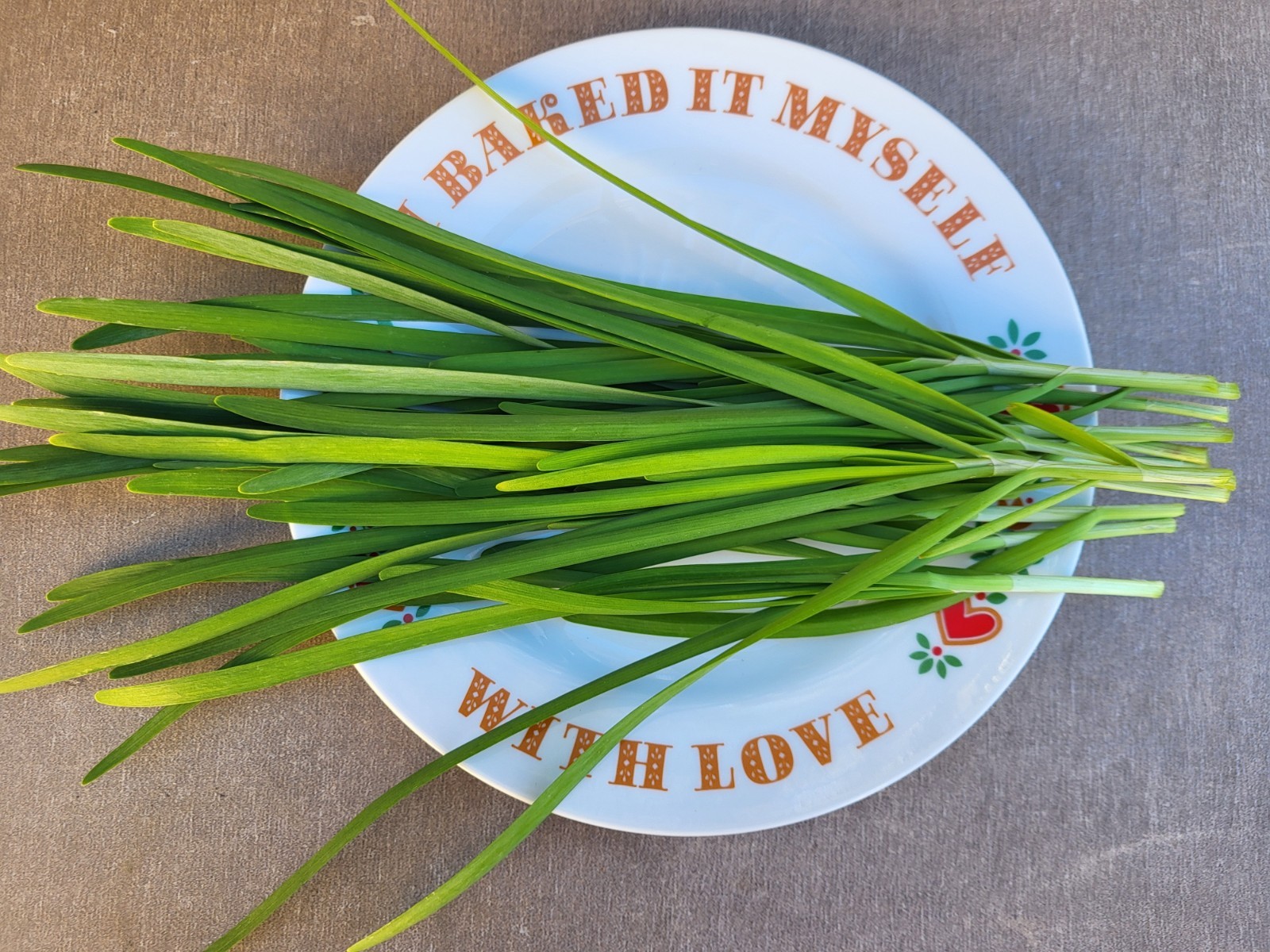 25 fresh Live Stalks Garlic chive bare roots, Chinese Leek bare roots, 中国韭菜根
