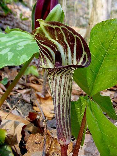 5 JACK IN THE PULPIT Arisaema Triphyllum Shade Flower Seeds *Flat S/H