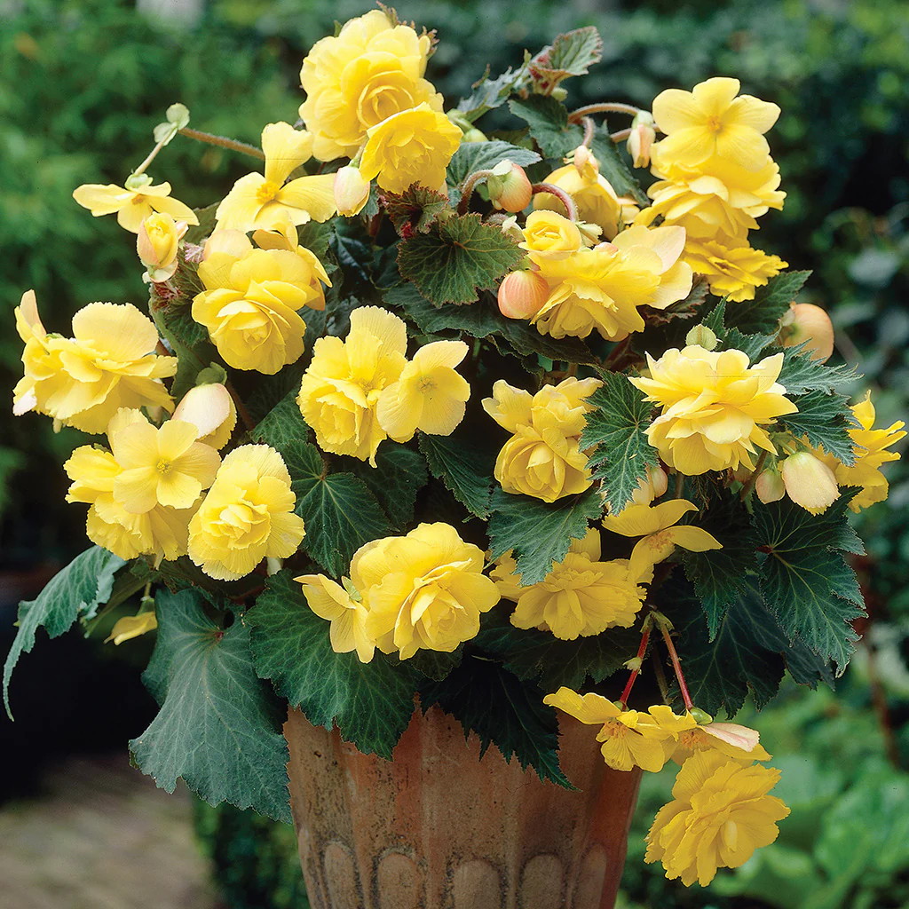 Yellow Hanging Basket Begonia – 3 tubers