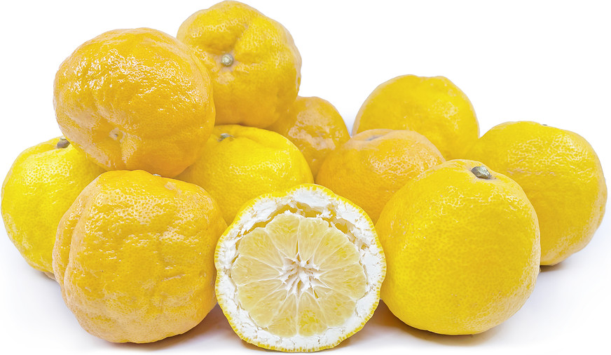 Citrus paradisi Bloomsweet, aka Kinkoji – Hardy Grapefruit Tree – 5 SEEDS!