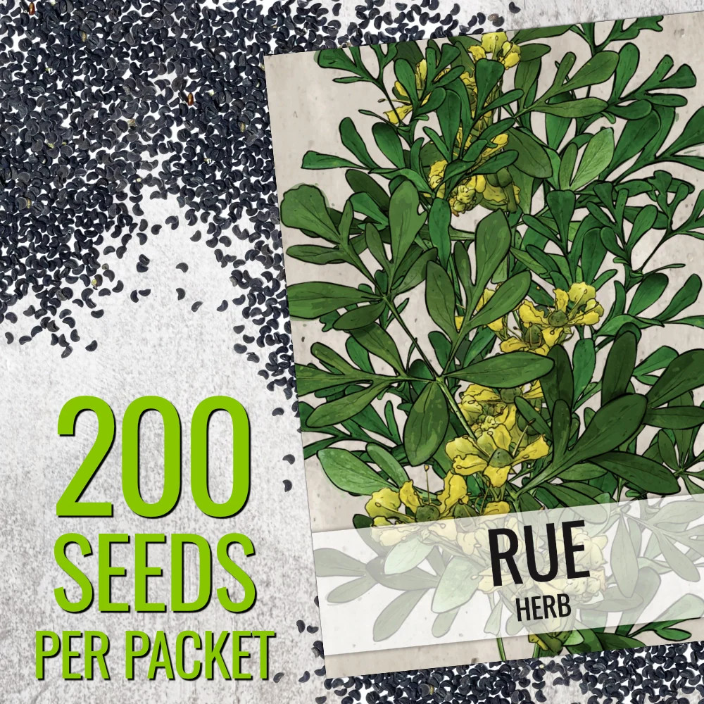Rue Herb Seeds For Planting (Ruta graveolens)