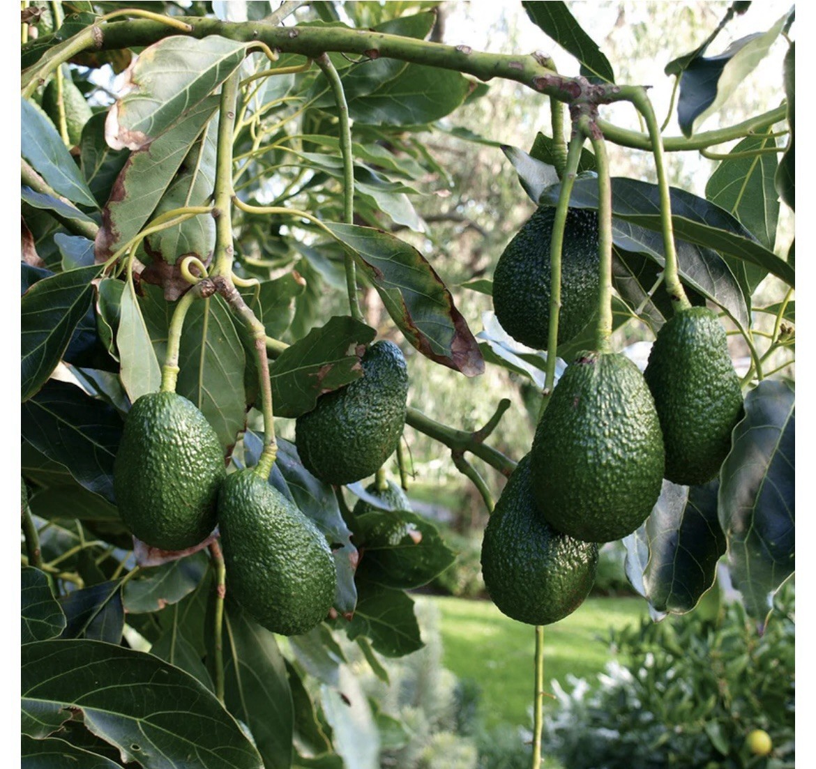 3 Sprouted Hass Avocados Seeds For Planting