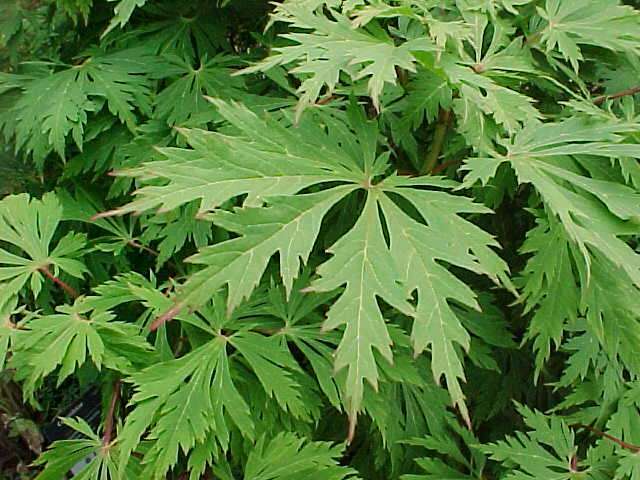 Full Moon Maple, Acer japonicum, Tree Seeds (Fall Color, Bonsai, Hardy, Easy)