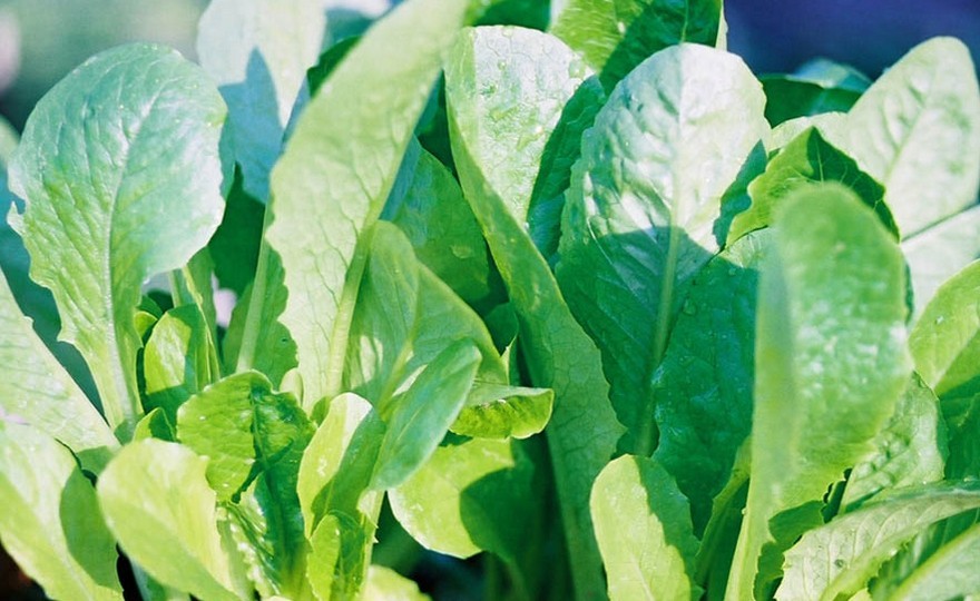 600+PARIS ISLAND Cos Romain LETTUCE Seeds Organic Spring Fall Garden Container