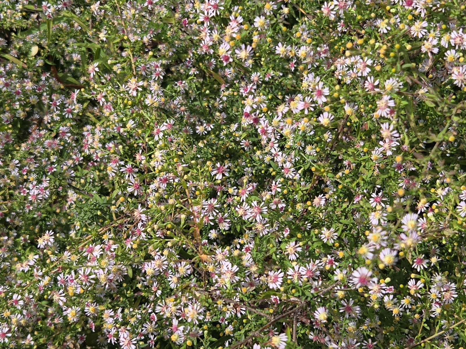 1/4 teasp+ Calico Aster Seed/NATIVE/Symphyotrichum lateriflorum /Native US Plant