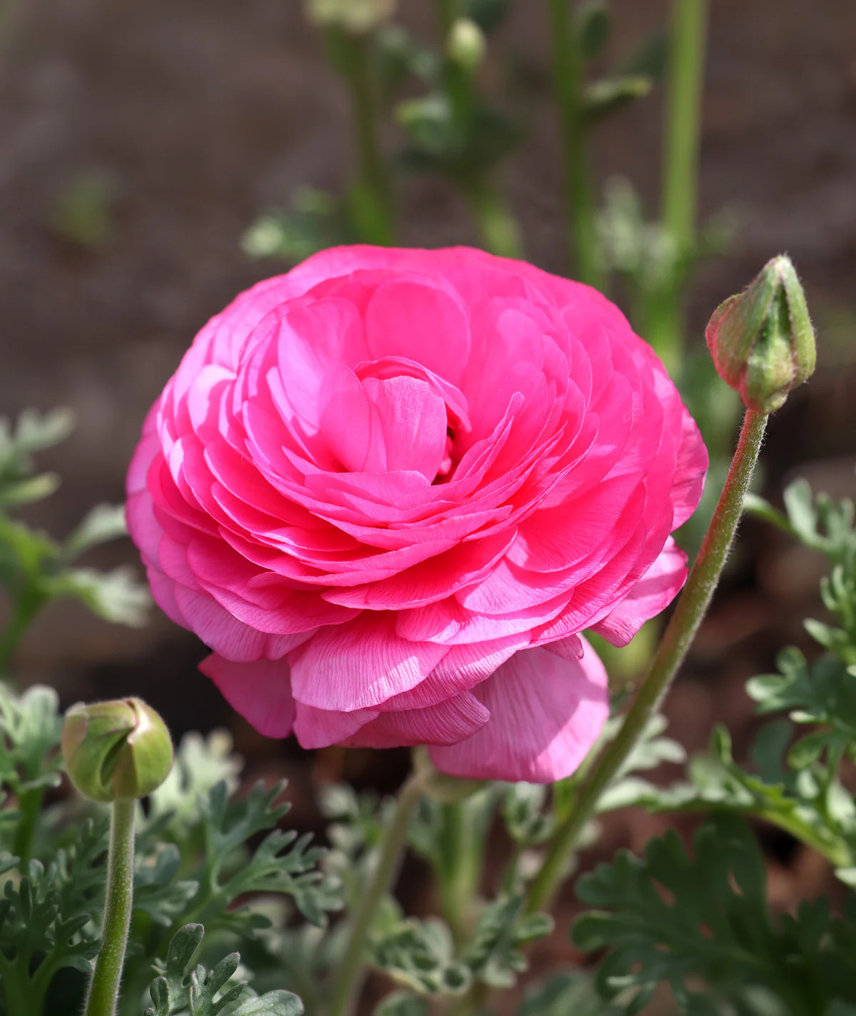 Pink Ranunculus – 10 bulbs