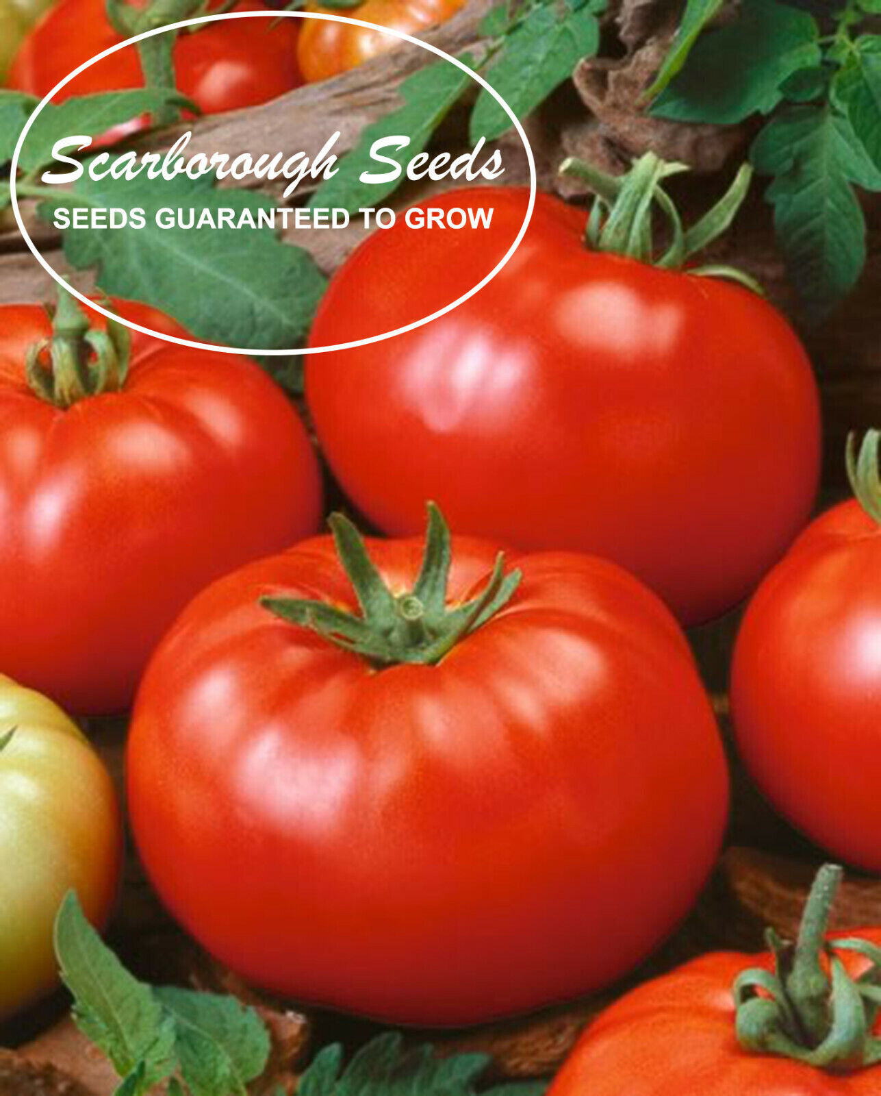SCARBOROUGH SEEDS Beefsteak Tomato Seeds-ORGANIC -100 SEEDS-SAME DAY SHIPPING