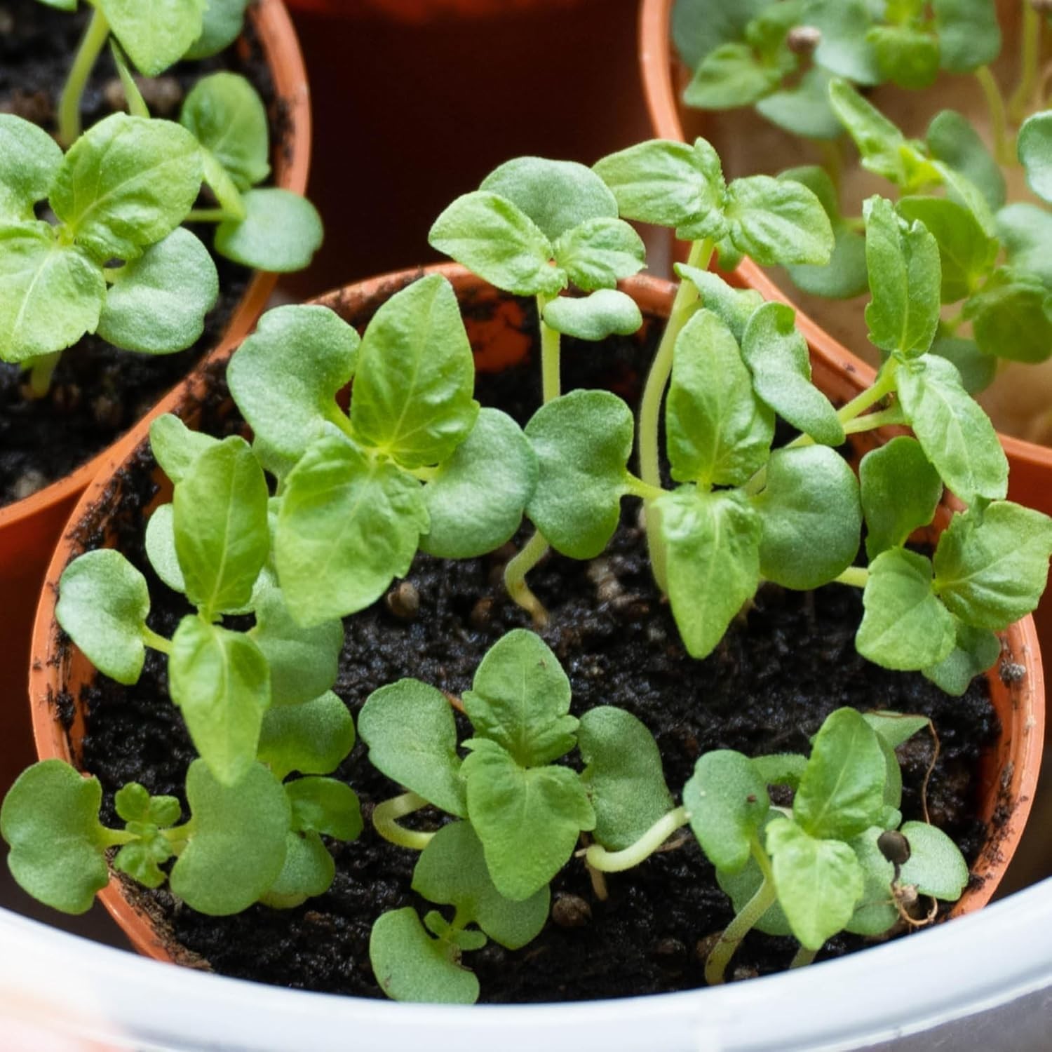 Shiso Seeds for Planting Green & Red Perilla – Non-GMO Heirloom & Untreated H…