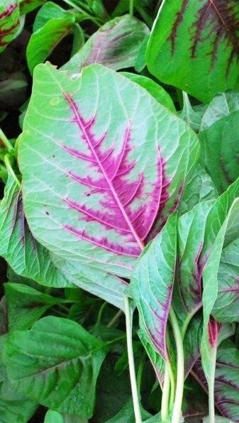 700+ Amaranth Seeds – Green Leaf – Lu Hsien – 1. gram