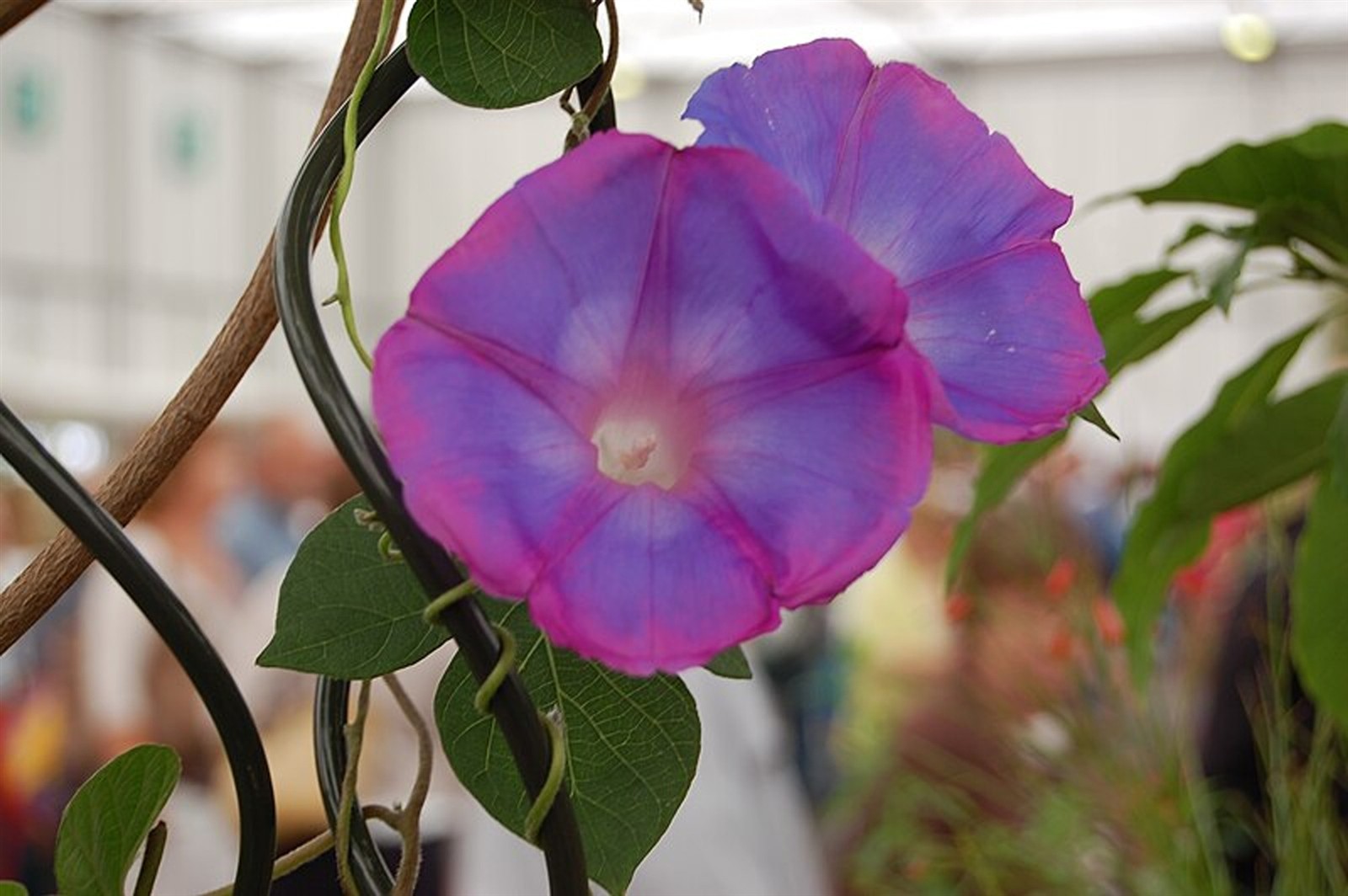 Ipomoea indica | Morning Glory | Blue Dawnflower | Oceanblue | 10_Seeds