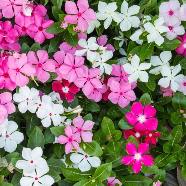 Madagascar Periwinkle Seeds for Planting – Mixed Color Flowers – Catharanthus ro
