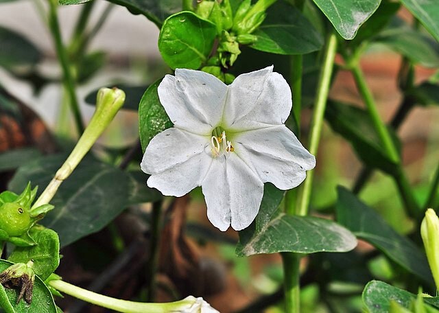 Mirabilis jalapa | White | Four O’Clock | 10 Seeds