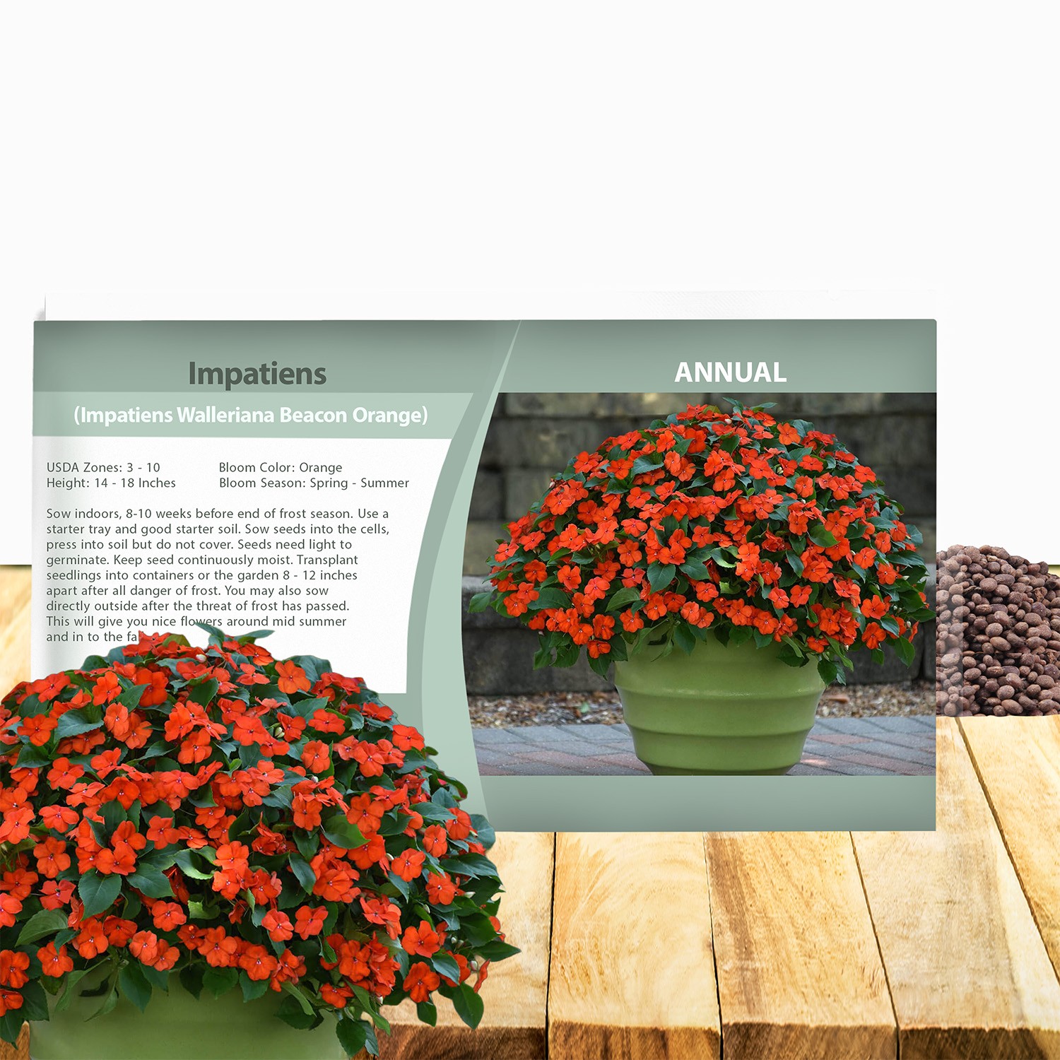 75 Seeds Orange Impatiens Beacon Garden Flower Seeds