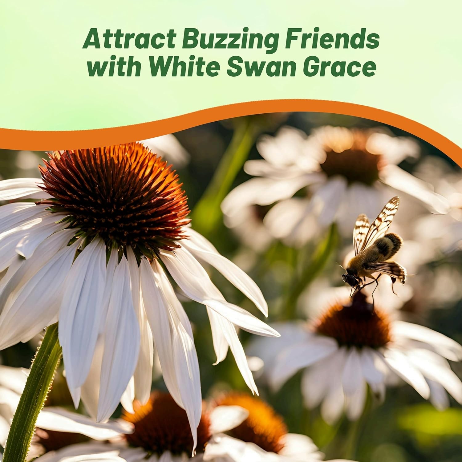 1000 Seeds Echinacea Drought Tolerant White Swan Coneflower Garden Flower Seed