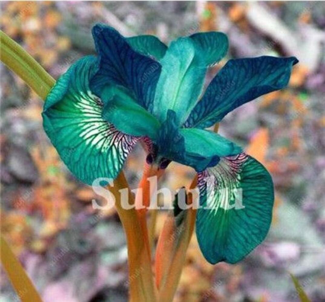 20 SEEDS for Teal Green IRIS rare flower exotic bloom garden plant USA Seller