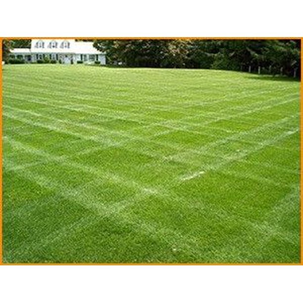 Double Eagle Centipede Grass Seed (Coated)