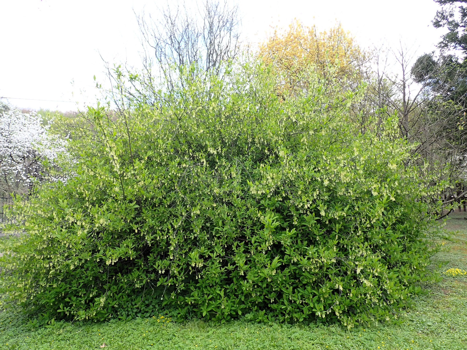 15 INDIAN PLUM Osoberry Oregon Oso Berry Oemleria Cerasiformis Fruit Shrub Seeds
