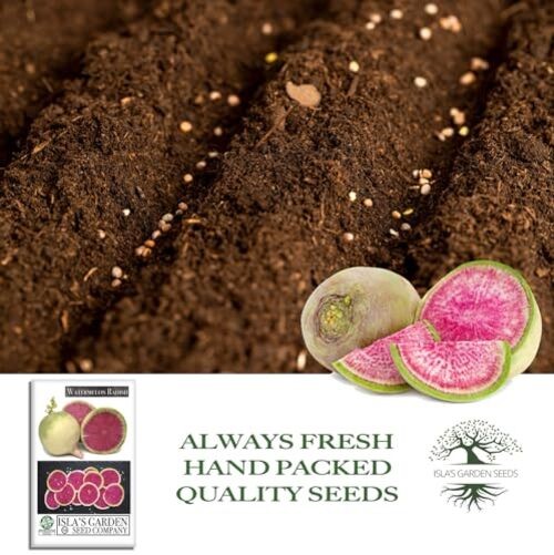Watermelon Radish Seeds (Raphanus sativus acanthiformis) – 120+ Non-GMO